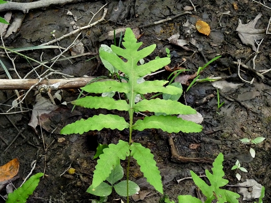 {Onoclea sensibilis}